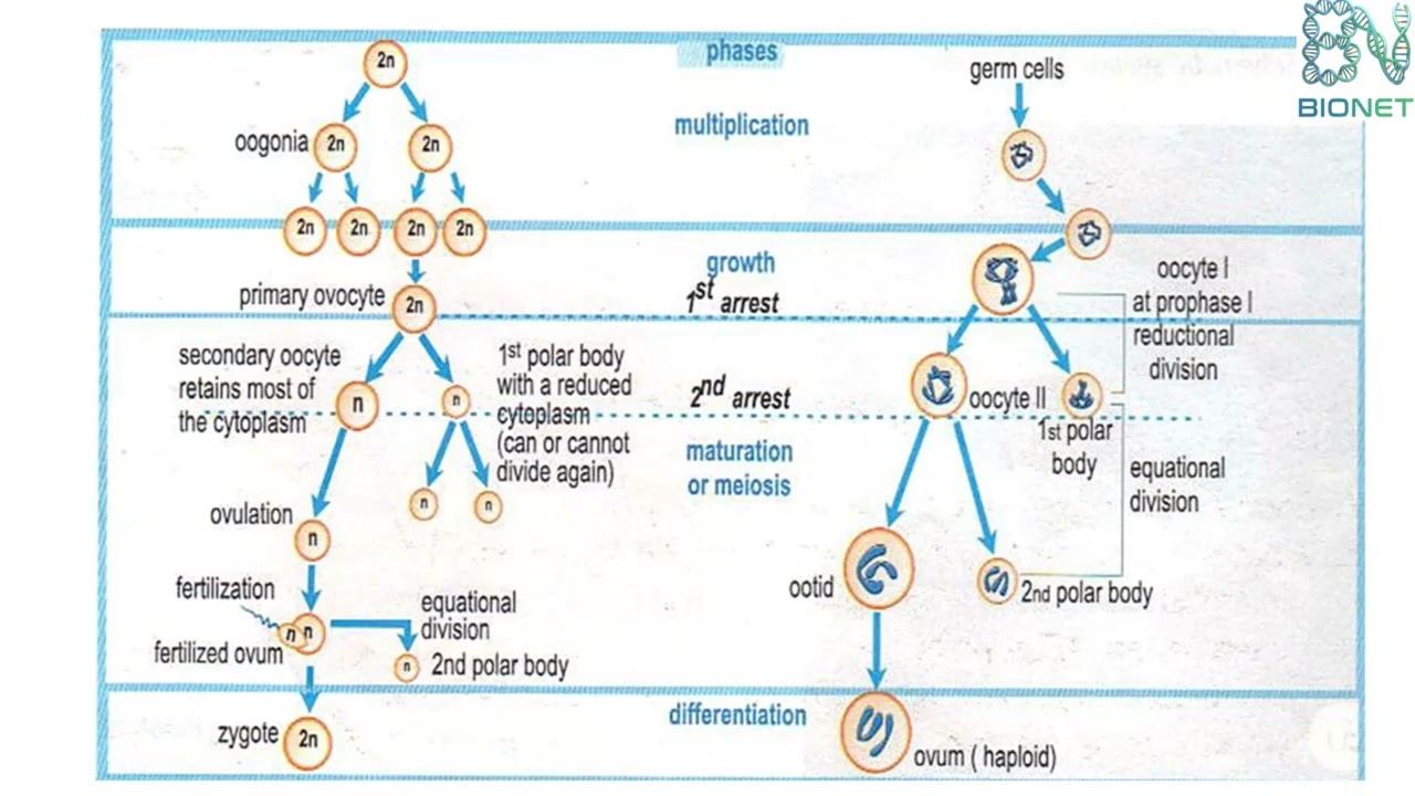 Оогенез. Часть II / Что происходит после овуляции? Оогенез, оплодотворение и желтое тело.