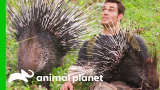 HumanRaised Porcupine Needs New Home | Evan Goes Wild: Passion and Purpose