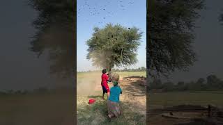 What’s Hiding Inside This Thorny Tree 🌳🐦⬛ #hidden #birds #hunting # #hunters What’s Hiding Inside This Thorny Tree 🌳🐦⬛ #hidden #birds #hunting # #hunters