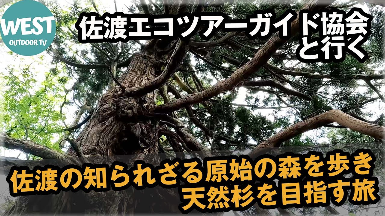 ガイドなしでは立ち入りできない佐渡の原始の森・天然杉をめぐる旅