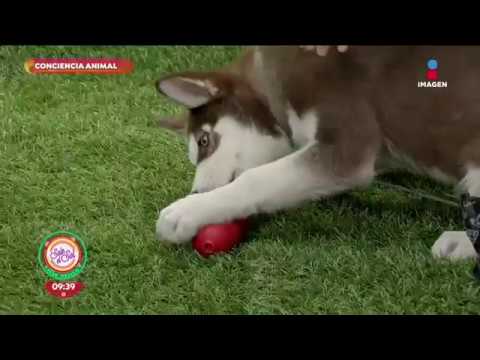 Video: 10 juguetes para mantener a tu cachorro entretenido