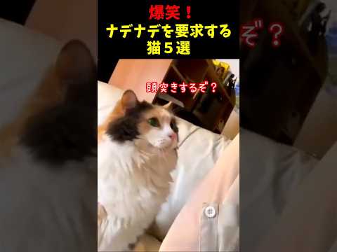 爆笑！ナデナデを要求してくるネコ５選#cat #面白集  #ねこ #笑ったら負け