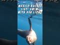 Mexico Travel Bucket List - Swim with SEA LIONS! #shorts