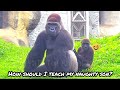 Kids love Tayari 😆Tayari is going crazy🤣💦|D&#39;jeeco Family|Gorilla|Taipei zoo