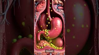 #anatomy #viral #anatomylesson #biology #foryou #healthtips #homeopathy #humananatomy #pcos#trending
