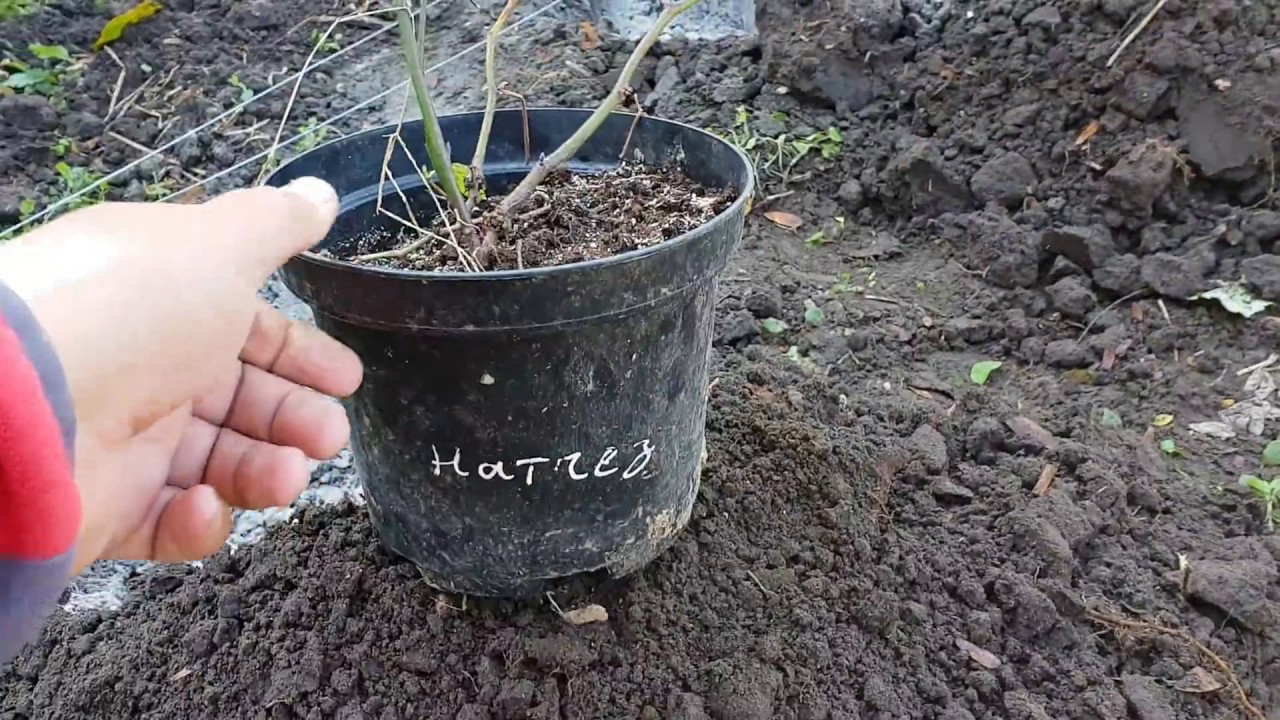 Посадка ежевики весной в открытый грунт саженцами. Ежевика Натчез посадка. Посадка саженца ежевики. Саженцы ежевики в грунт.