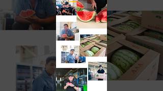 清凉一夏 瓜分快乐 金纬产业园发西瓜啦