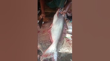 Pangas Fish Cleaning Video 😱 #shorts #shortsfeed