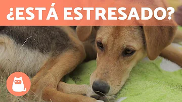 ¿Cuáles son los signos de un cachorro estresado?