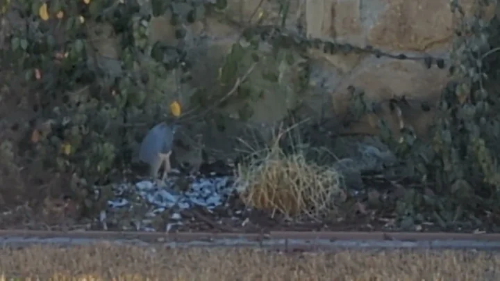 Cooper's Hawk eating Dove in Ft Worth