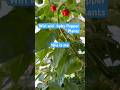 #gardening  .Wiri wiri pepper plants.April 8, 2026