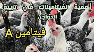 الأمراضالناتجة عن نقص  فيتامين A و أهميته للدواجن