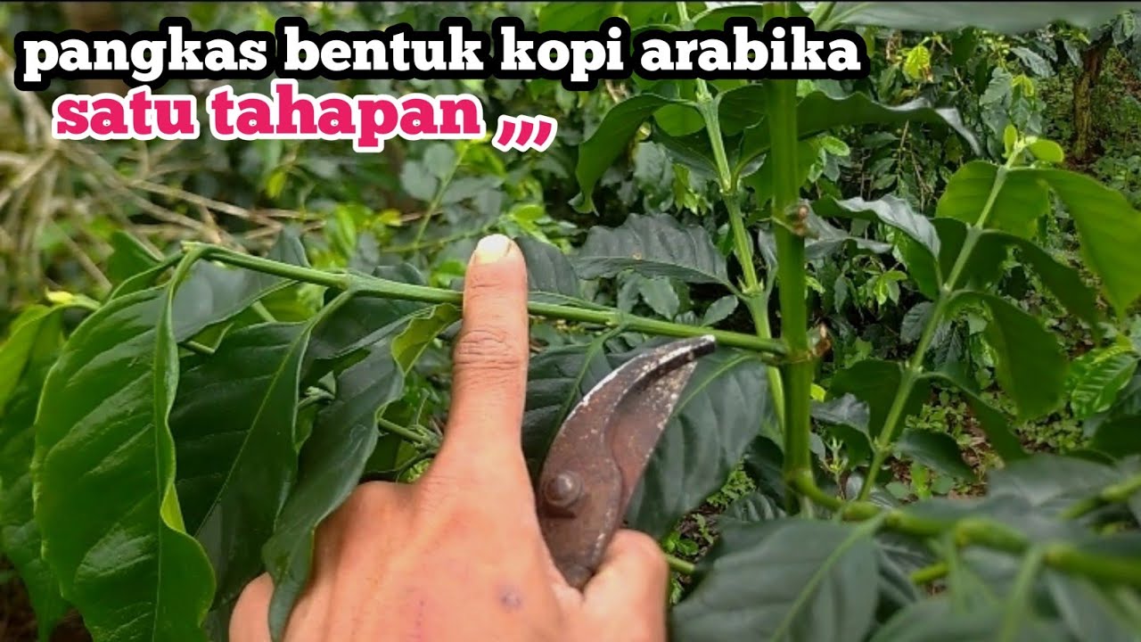 PANGKAS BENTUK KOPI ARABIKA SATU TAHAP