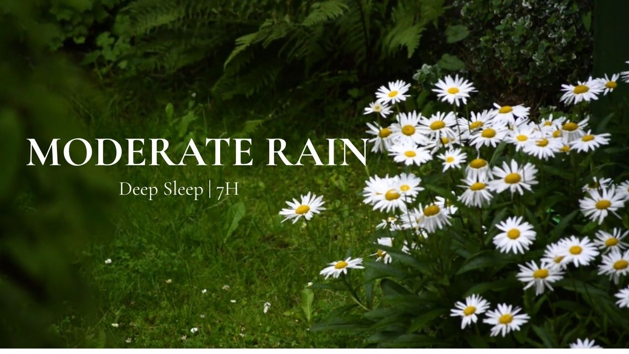 Moderate Rain Sounds for Deep Sleep (7 Hours) | Relaxing White Noise