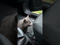 😻Wow ! wants to be a passenger 😻😽#cute #cat #youtubeshorts #fiat #blackcat #catvideo #kitten#cats