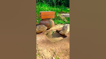 Amazing quick bird trap Quail Traps #shorts