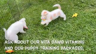 Sheepadoodle Puppies Clay and Mitchy   SD 480p