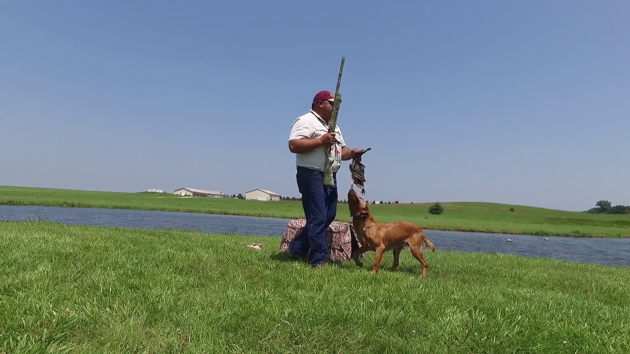 Old Oak Retrievers - "Duck Hunting Basics" training video
