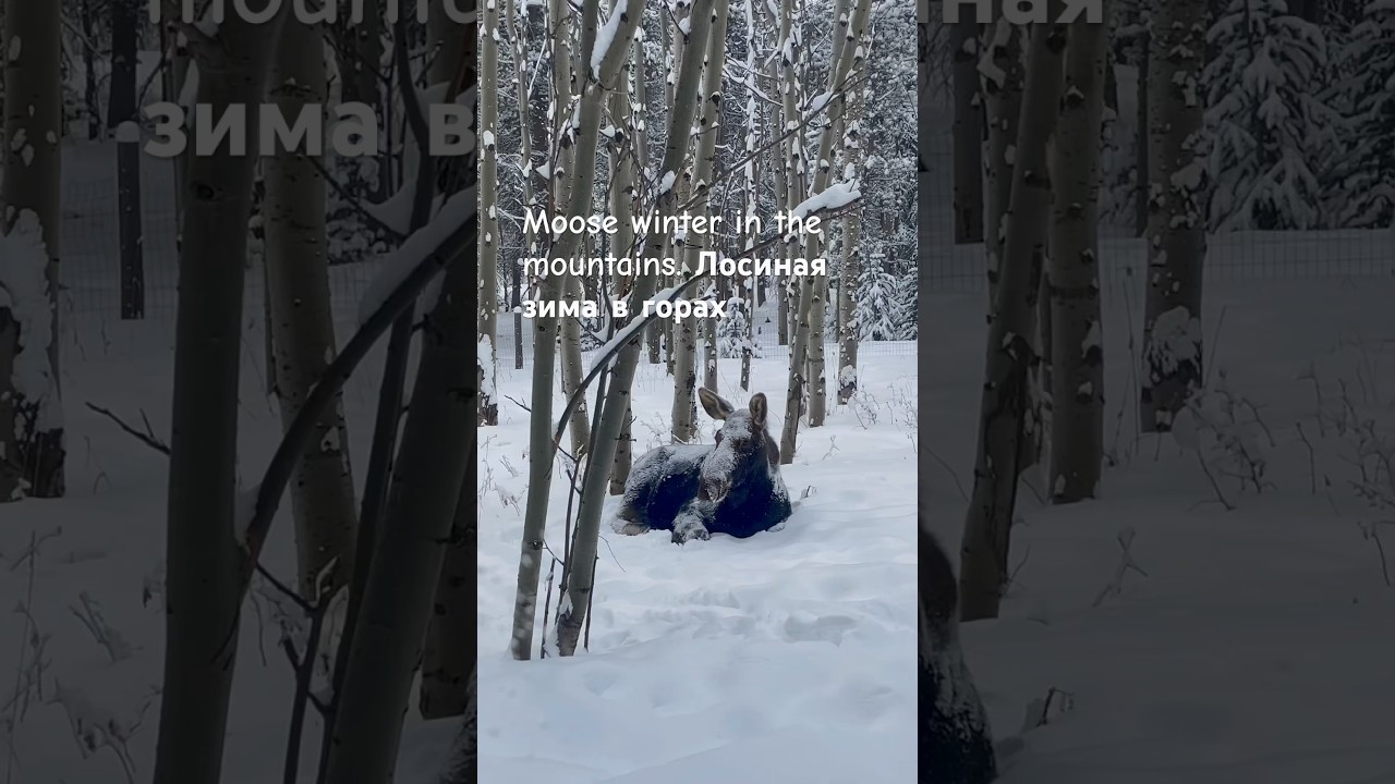 Moose winter in the mountains. Лосиная зима в горах 