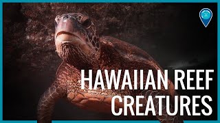 Creatures of Hawaiian Islands Humpback Whale National Marine Sanctuary