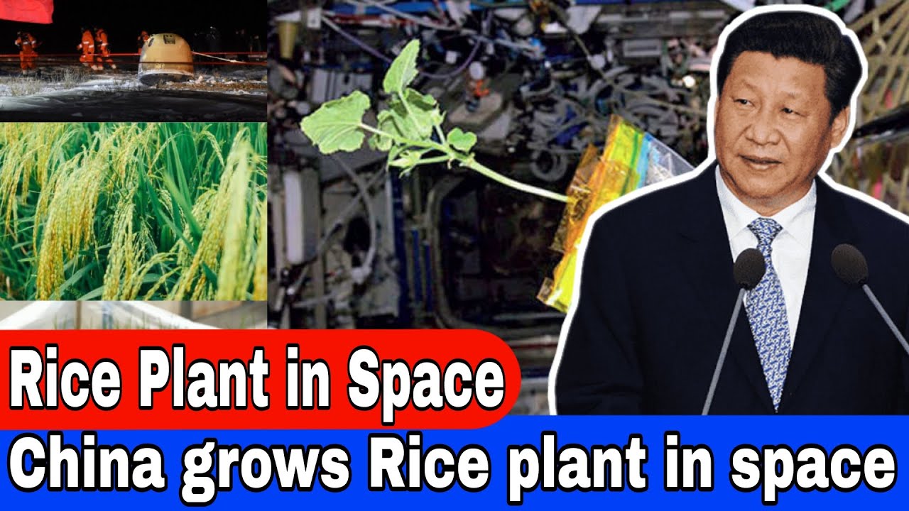 Rice plant grows aboard Chinese space station | Bona Fide