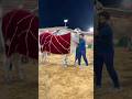 Syed fahad 6ft❌ cow 7.5ft✅☠️ #syedfahad #cow #eid #7ftcow #bakraeid