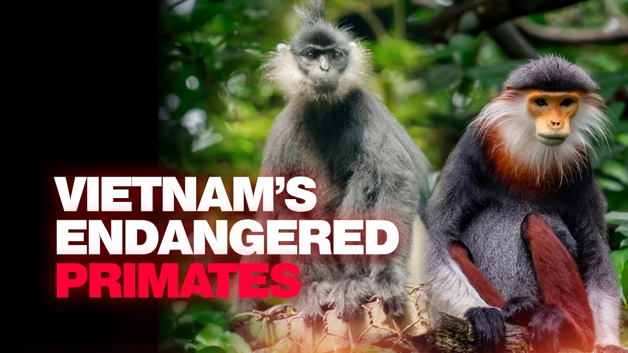 Protecting Vietnam’s rare langurs | Wildlife adventure in Cuc Phuong National Park