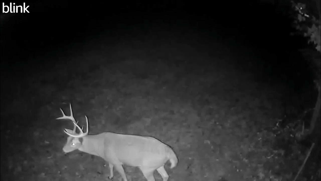 101423. Many Deer Visit the Farm Overnight. Long Video YouTube