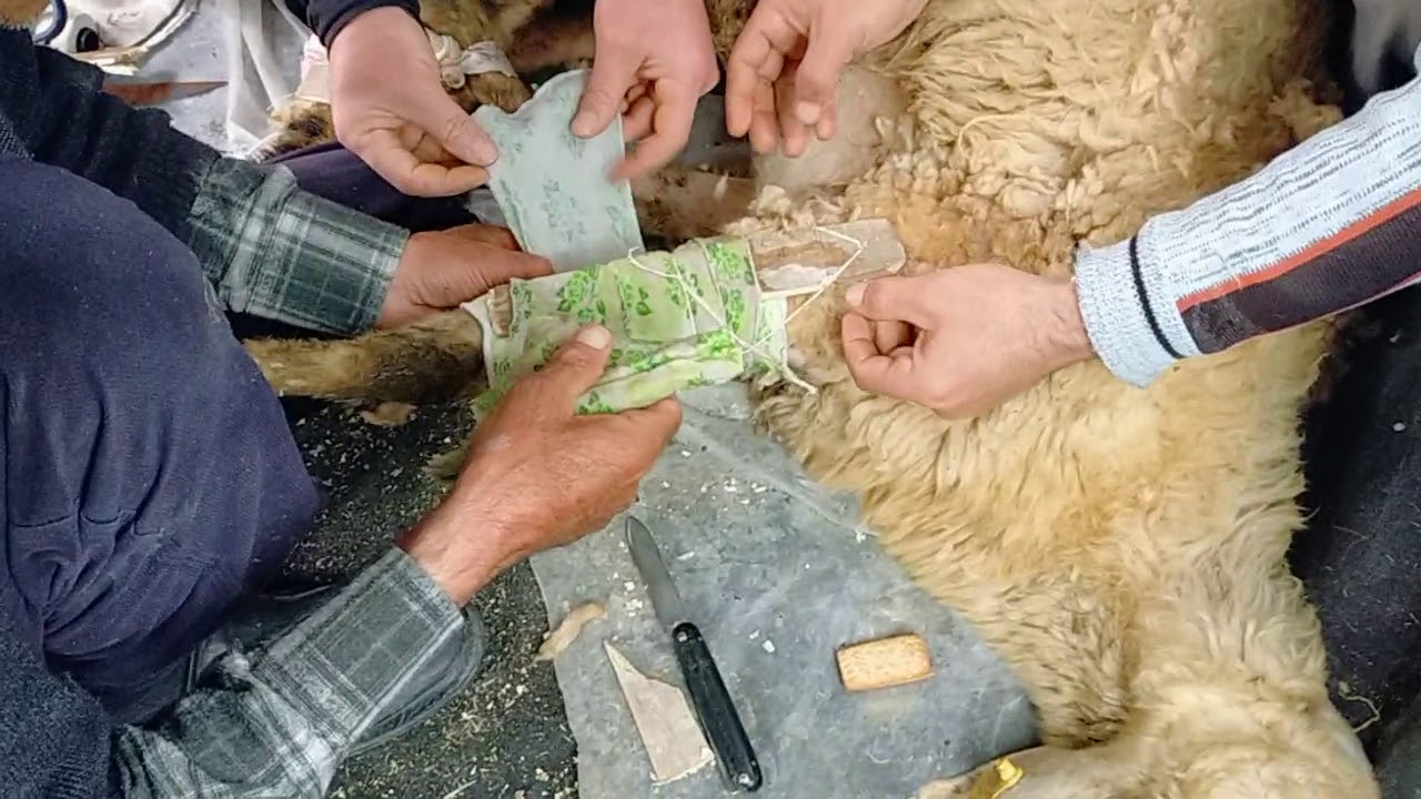 Koyun Ayagi Kirildiginda Nasil Sarilir Youtube