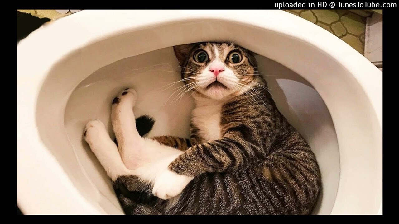 *free for non-profit* lungskull x gashneck x maxii type beat