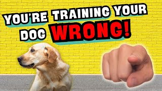 Your Dog Is Not Stubborn... Its This