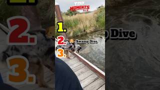 Animal Instant Regret Moments #1 #funny #shorts #compilation