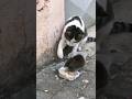 【なめんなよ】#猫 #ねこ #ネコ #ネズミ #mouse #shorts #comedy #可愛い