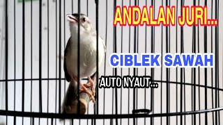 Download Lagu Ciblek Sawah Gacor Nembak Nembak, Ampuh Untuk Masteran Burung Lomba. MP3 Download Lagu Ciblek Sawah Gacor Nembak Nembak, Ampuh Untuk Masteran Burung Lomba. MP3