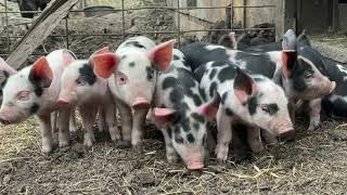 Nice Big Litter From our Sows 2nd Farrowing!