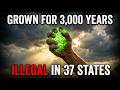 Twice The Protein Of Eggs. Grows In 7 Days. Why Every Government Wants It Gone. BUT WHY?...