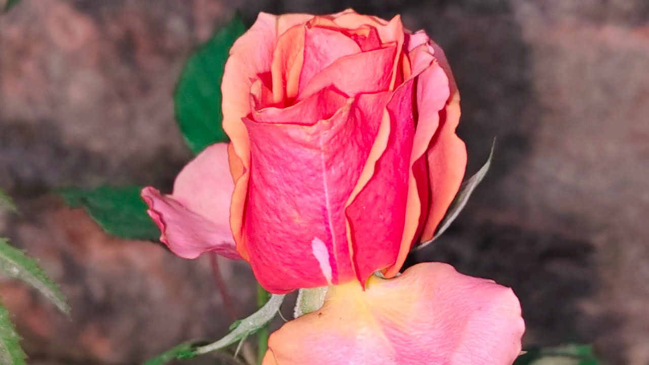 শ্রাবন্তী বিজলী বন্ধুরা রাতের লাইভে জয়েন হয়ে যাও প্লিজ