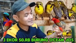 3 EKOR 50.RIBU ITU MAS