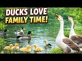 Ducks Videos in 4K | Ducks Floating &amp; Catching Fish | 4K Animals Videos | 4K Bird Videos #duckvideo 