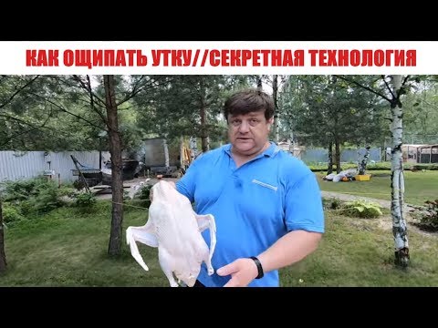 Как ощипать утку в домашних условиях видео