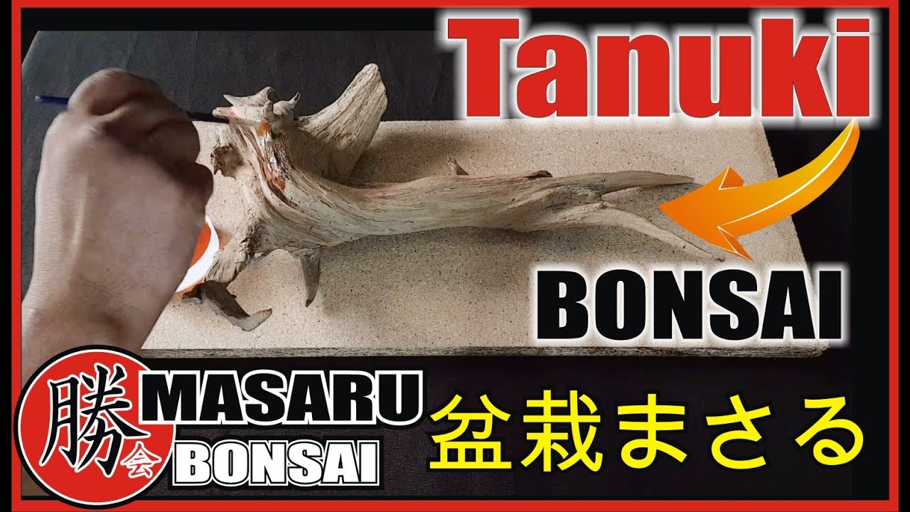 COMO HACER BONSAI DE TANUKI PASO A PASO 🔴SABER ! 😉 SUPER FÁCIL 👍
