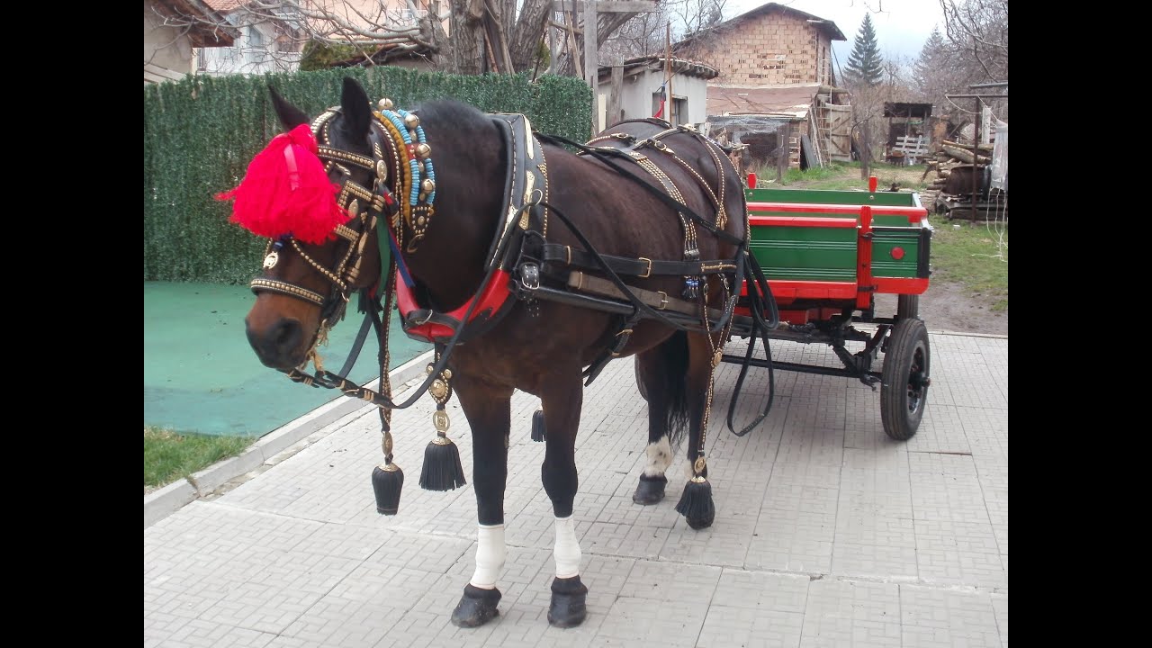 Тодоровден 2015г Костинброд