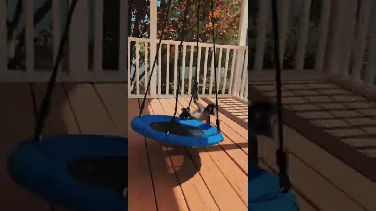 Trying out her new swing 🐒 