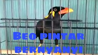 Burung Beo Pintar Berbicara Dan Bernyanyi