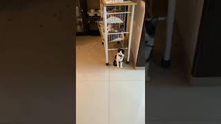 Gato regañado por comer croquetas de perro by Copito Quiere Vivir 1,386 views 4 years ago 1 minute, 4 seconds
