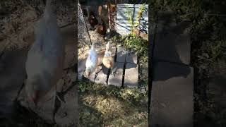 White Easter Egger Hen Profile