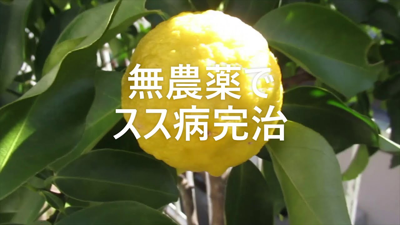 ミカン柑橘の真っ黒スス病を無農薬で治す Youtube