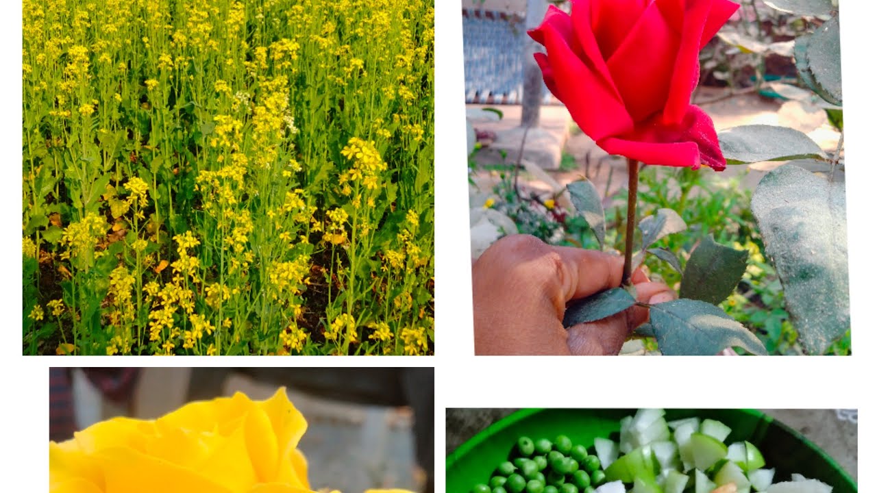 সবার বাড়িতে পূজা কেমন কাটছে 😊