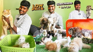 மக்களே !! இங்க price ரொம்ப கம்மி | persian cat tamil | persian kittens for sale | cat farm trichy