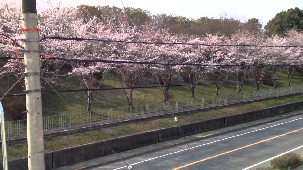 堺市立上神谷支援学校前の桜 2012.4.5 YouTube